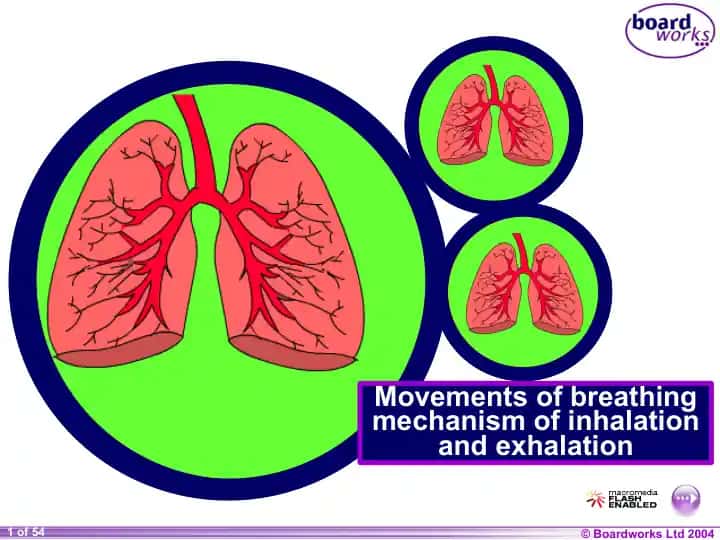 The Breathing System