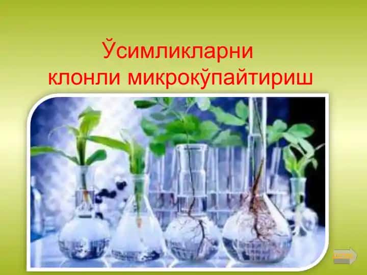 Усимликларни клонли микрокўпайтириш
