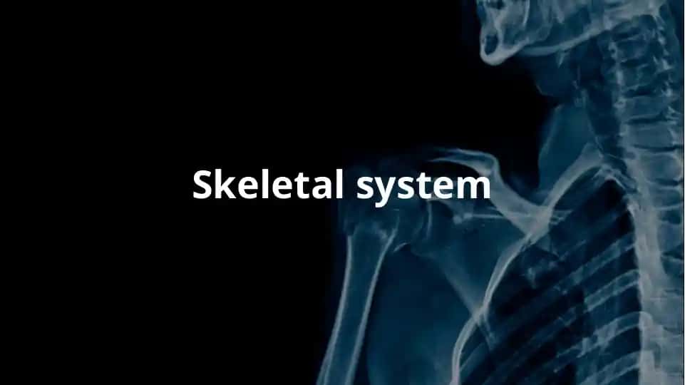 skeletal system