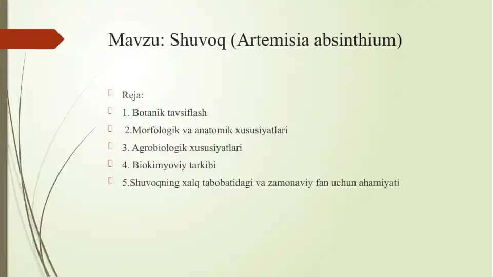 Shuvoq (Artemisia absinthium)