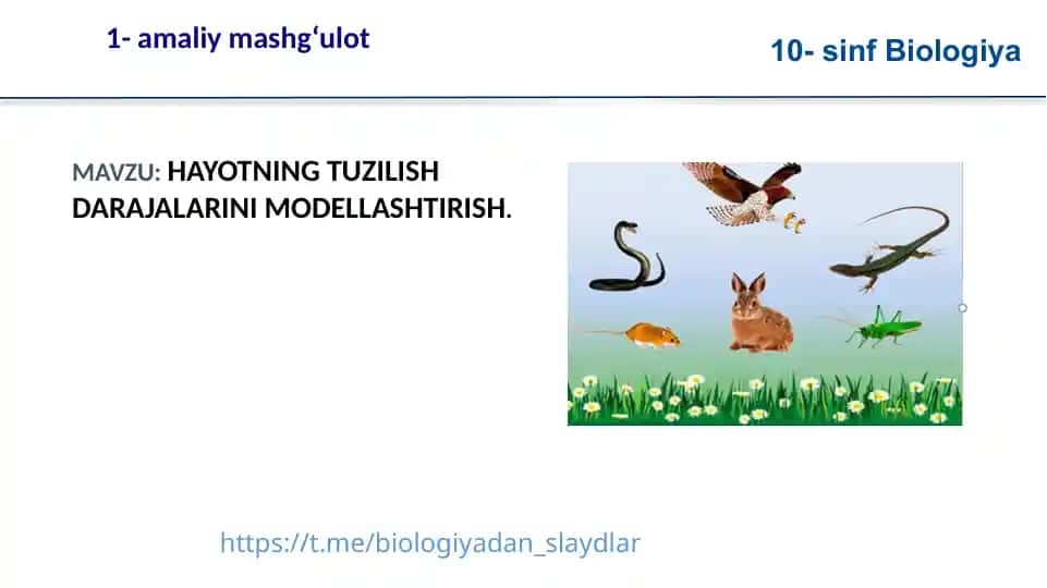 HAYOTNING TUZILISH DARAJALARINI MODELLASHTIRISH