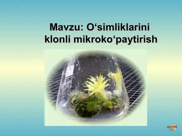 O‘simliklarini klonli mikroko‘paytirish