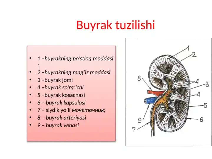 Buyrak to'g'risidagi ma'lumotlar