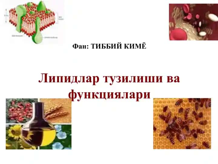 Липидлар тузилиши ва функциялари