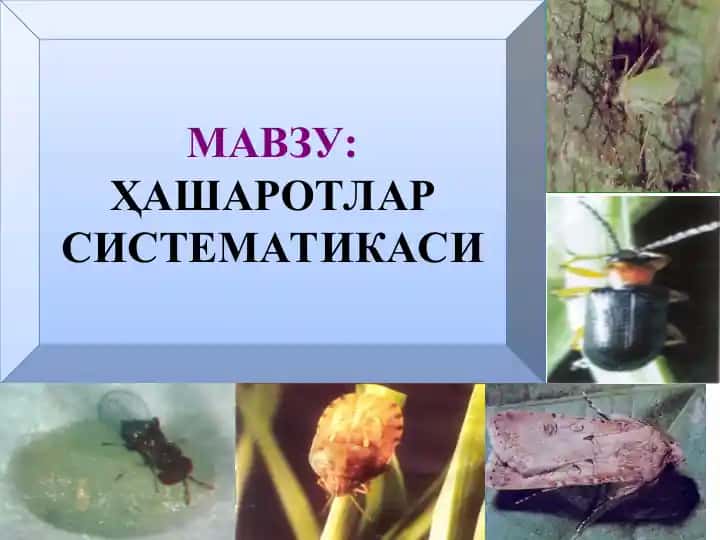 Ҳашаротлар систематикаси
