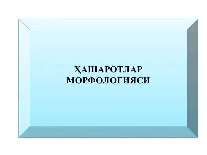 Ҳашаротлар морфологияси