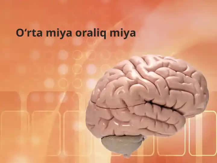 O'rta miya va bosh miyaning tuzilishi hamda funksiyasi