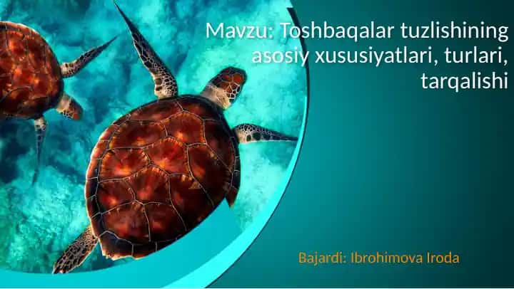 Toshbaqalar tuzilishi