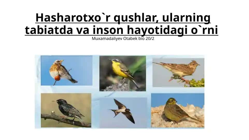 Hasharotxo`rqushlar
