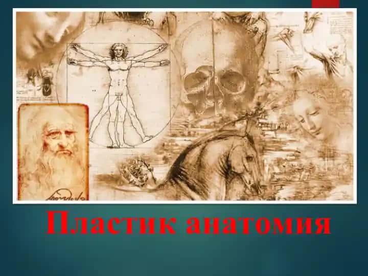 Пластик анатомия