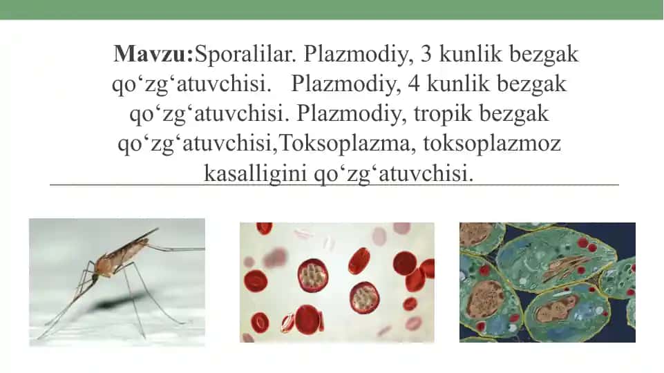 Sporalilar. Plazmodiy, 3 kunlik bezgak qo‘zg‘atuvchisi