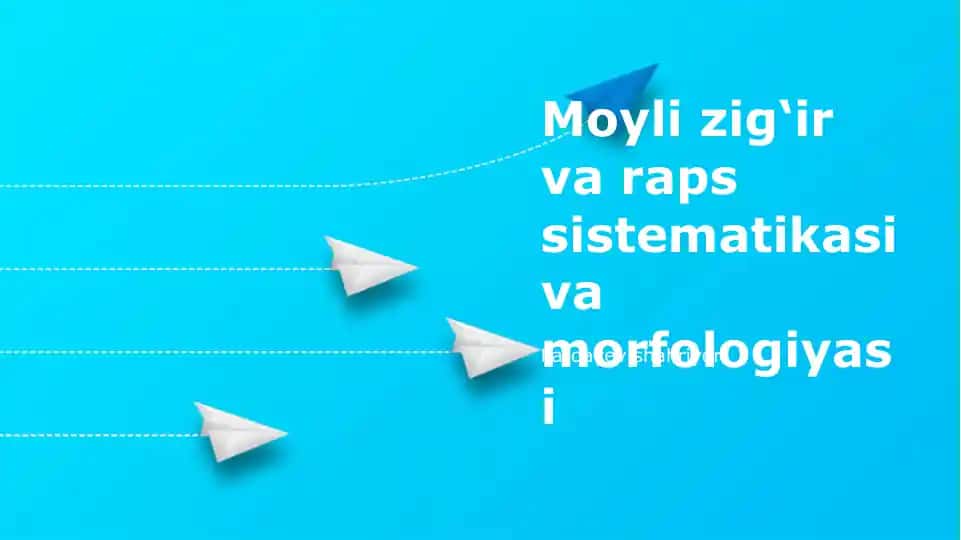 Moyli Zig‘ir va Raps Sistematikasi va Morfologiyasi