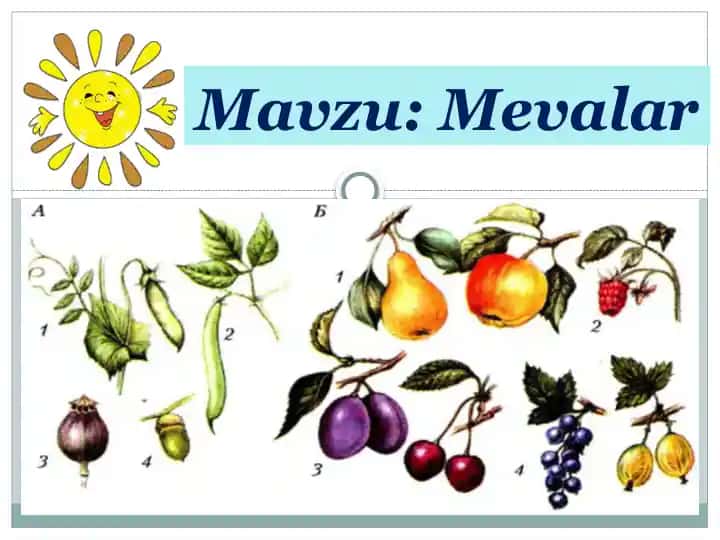 Tarqalgan Mevalar