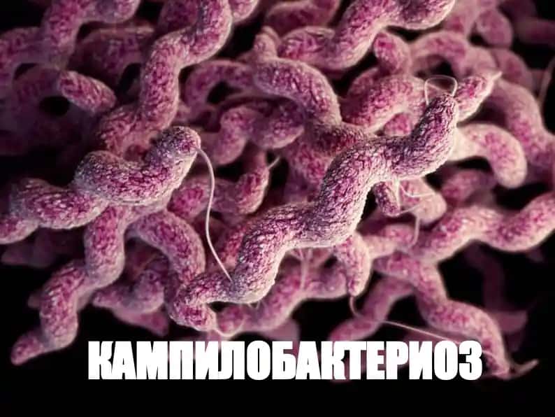 Кампилобактериоз