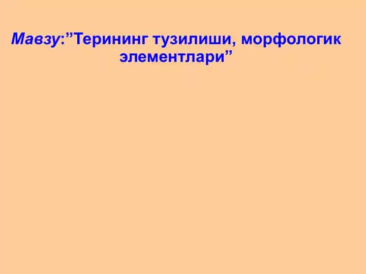 Терининг тузилиши, морфологик элементлари