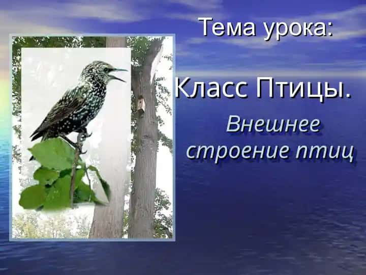 Vneshnee stroenie ptitsy