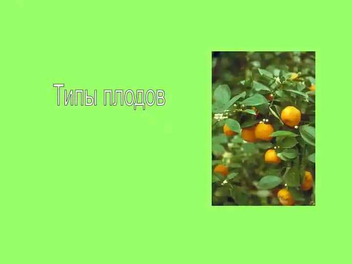 Plohodlar turlari