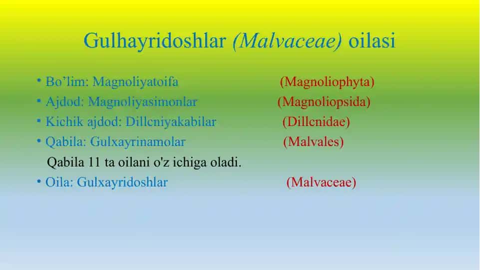 Gulhayridoshlar(Malvaceae)oilasi
