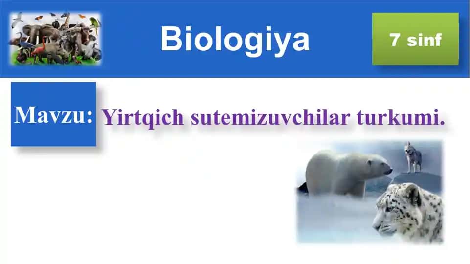 Yirtqich sutemizuvchilar turkumi