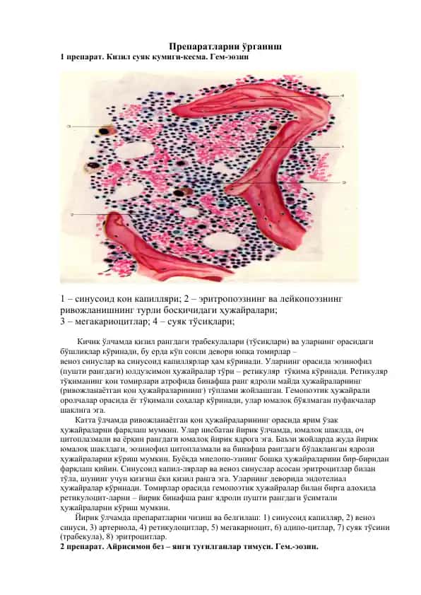 Препаратларни ўрганиш