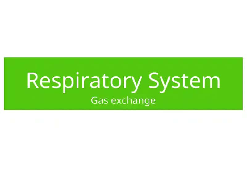 Respiratory System