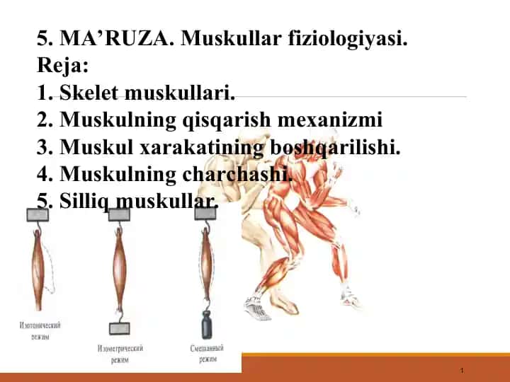 MA'RUZA: Muskullar fiziologiyasi