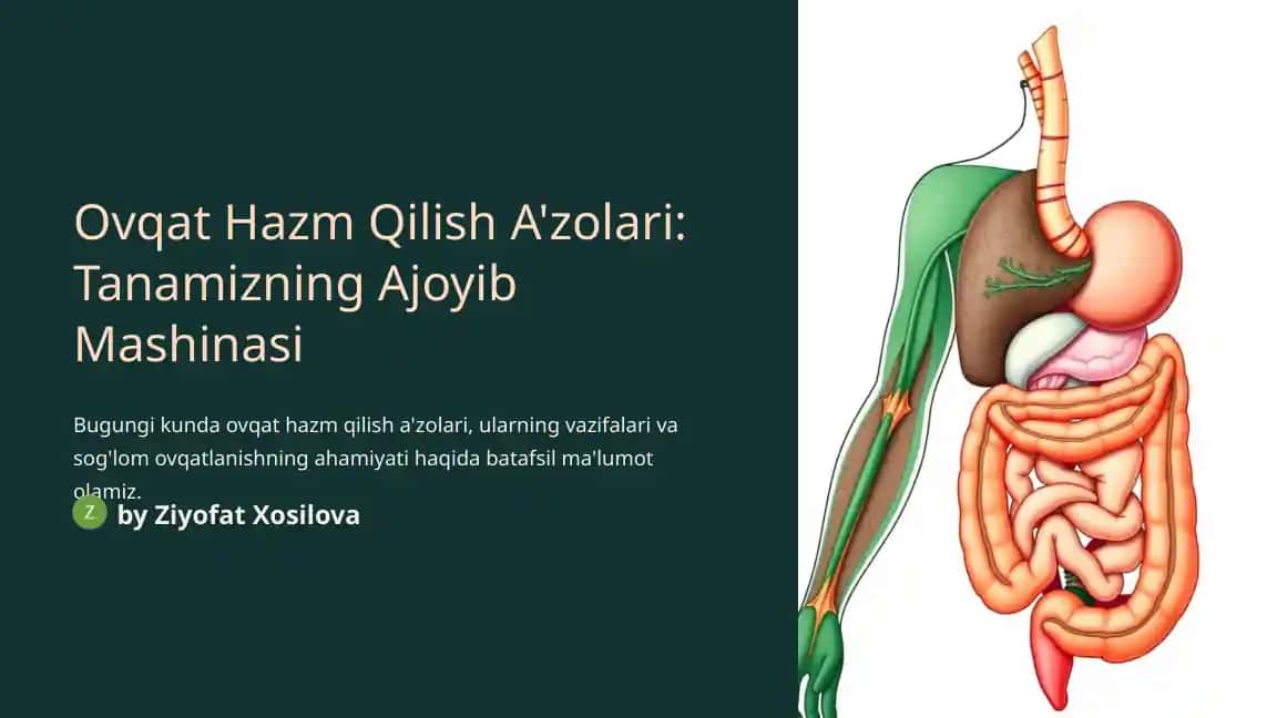 Ovqat Hazm Qilish A'zolari: Tanamizning Ajoyib Mashinasi