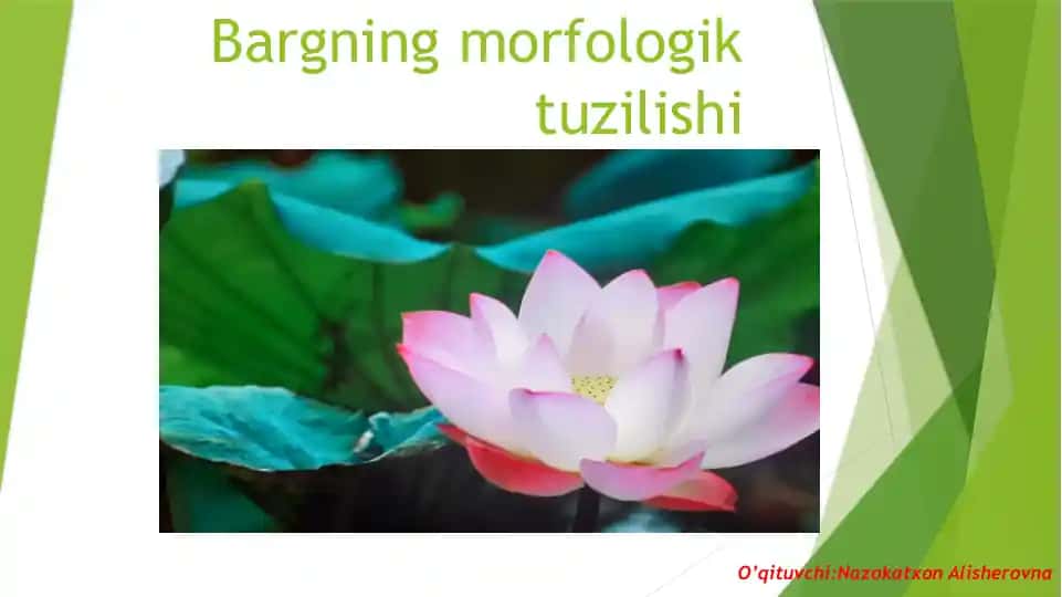 Bargning morfologik tuzilishi
