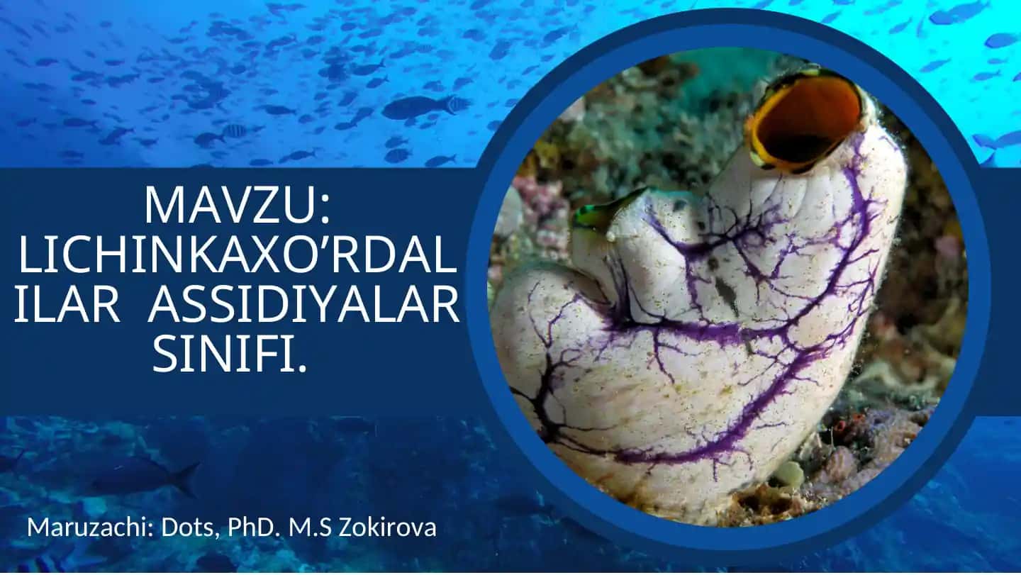 LICHINKAXO’RDALILAR ASSIDIYALAR SINIFI