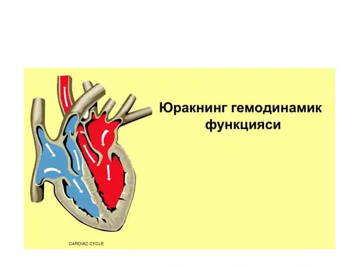 Юракнинг гемодинамик функцияси