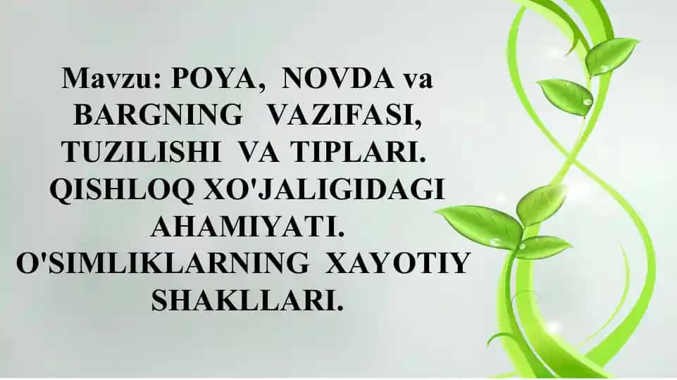 POYA, NOVDA va BARGNING VAZIFASI, TUZILISHI VA TIPLARI