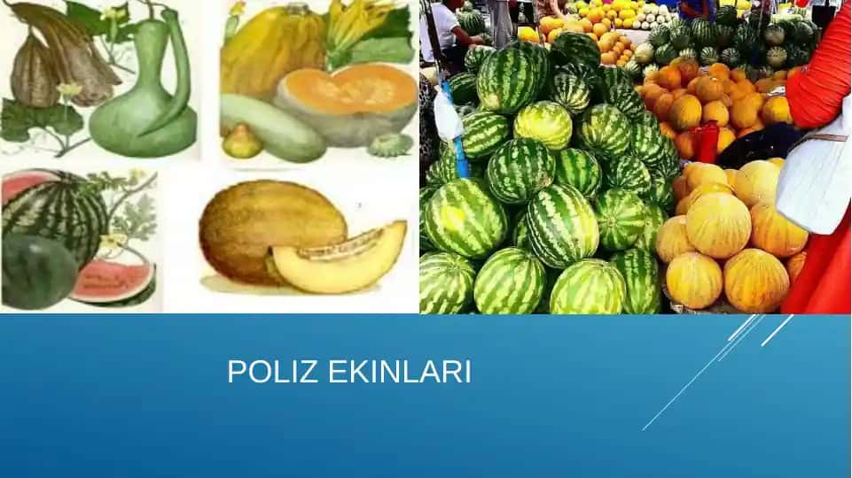 Poliz ekinlari