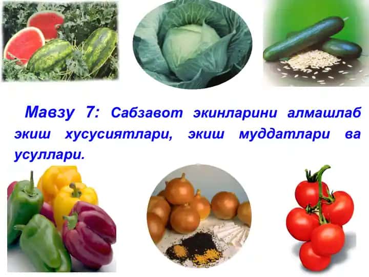 Sabzavot ekinlarini almashlab ekish hususiyatlari, ekish muddatlari va usullari