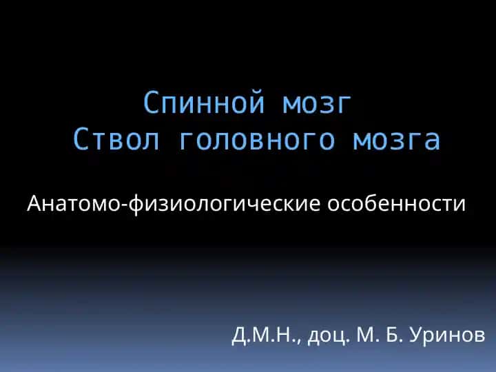 Спинной мозг