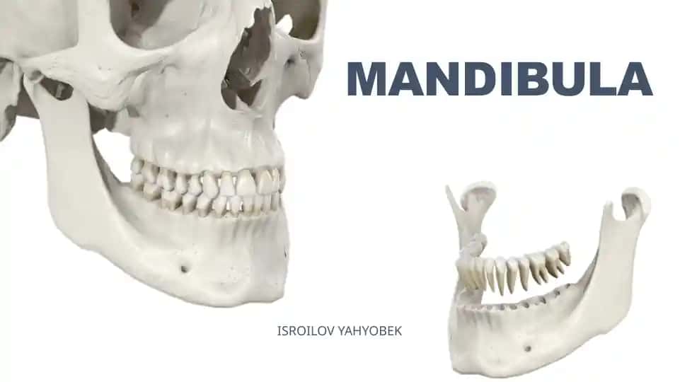 MANDIBULA