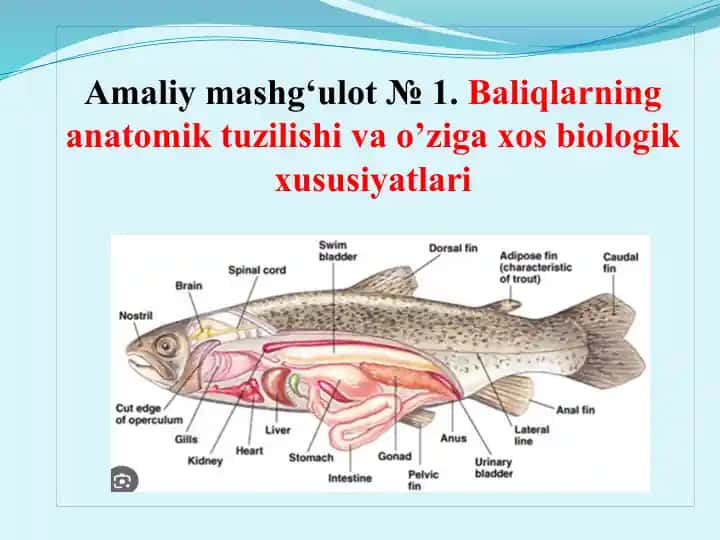 Suyakli baliqlarning anatomik tuzilishi va o'ziga xos biologik xususiyatlari