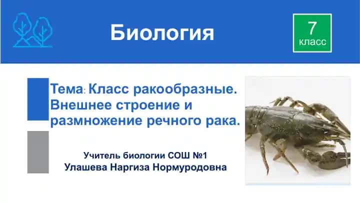 Класс ракообразные. Внешнее строение и размножение речного рака