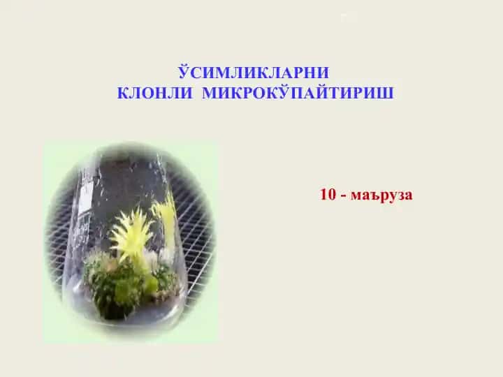 Ўсимликларниклонли микрокўпайтириш