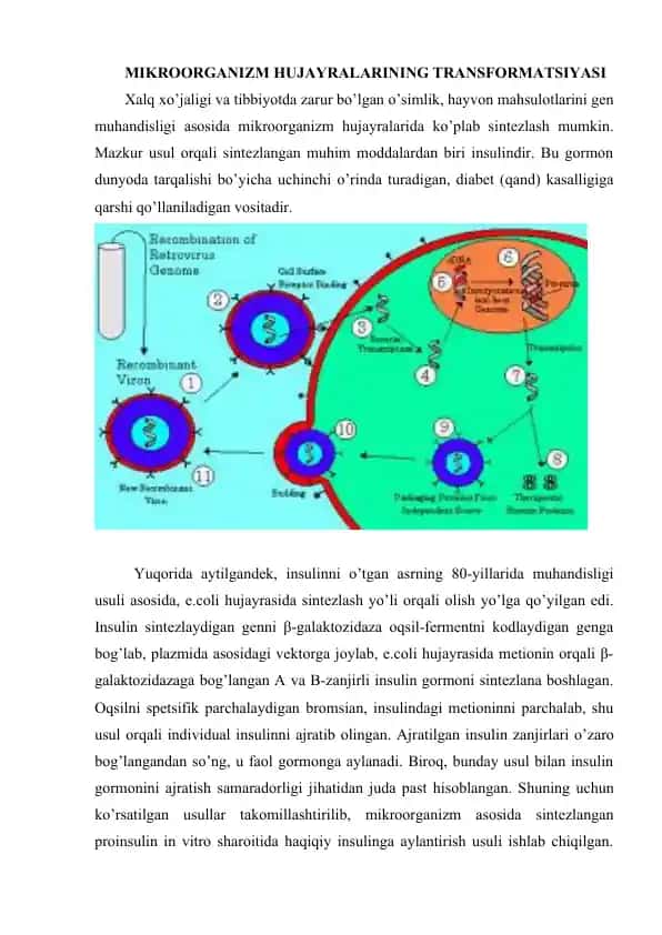 Insulin sintezi