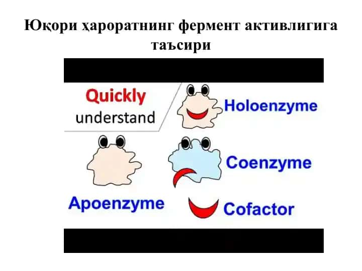 Юқори ҳароратнинг фермент активлигига таъсири