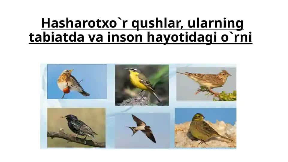 Hasharotxo`rqushlar
