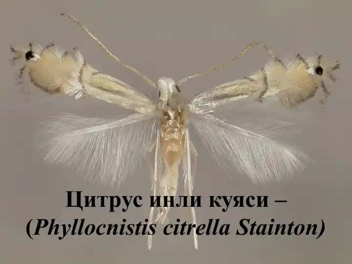 Цитрус инли куяси (Phyllocnistis citrella Stainton)