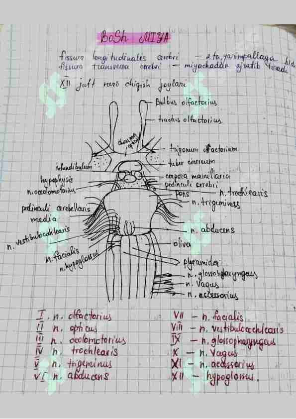 Amaliy mashgʻulot Anatomiya Handwritten