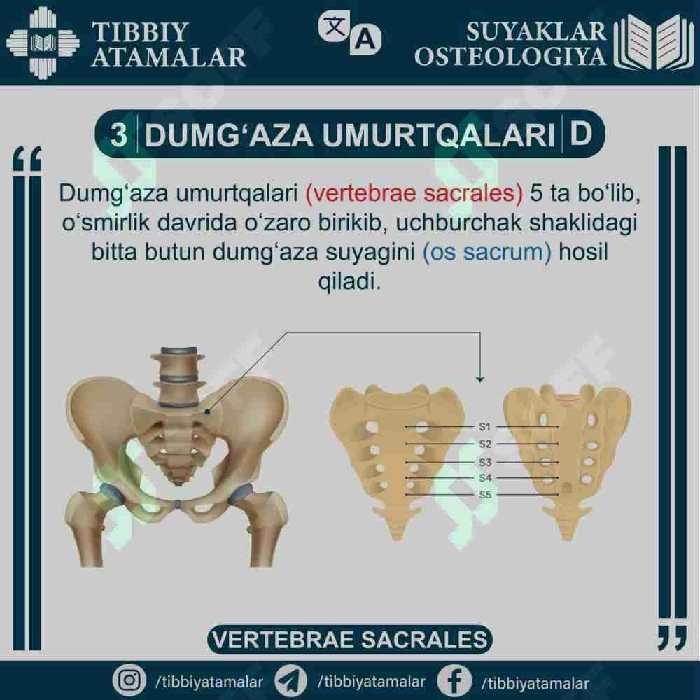 DUMG'AZA UMURTQALARI - VERTEBRAE SACRALES