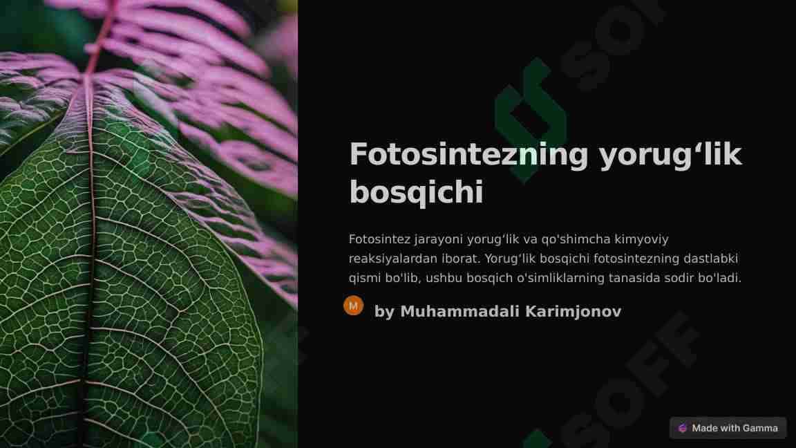 Fotosintezning yorugʻlik bosqichi