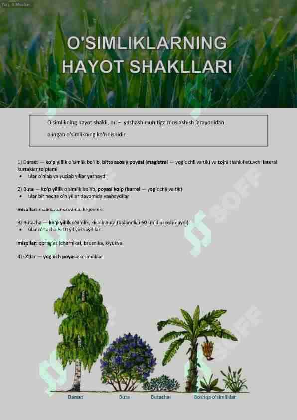 O'SIMLIKLAR-2. O'SIMLIKLARNING HAYOT SHAKLLARI. Turlar