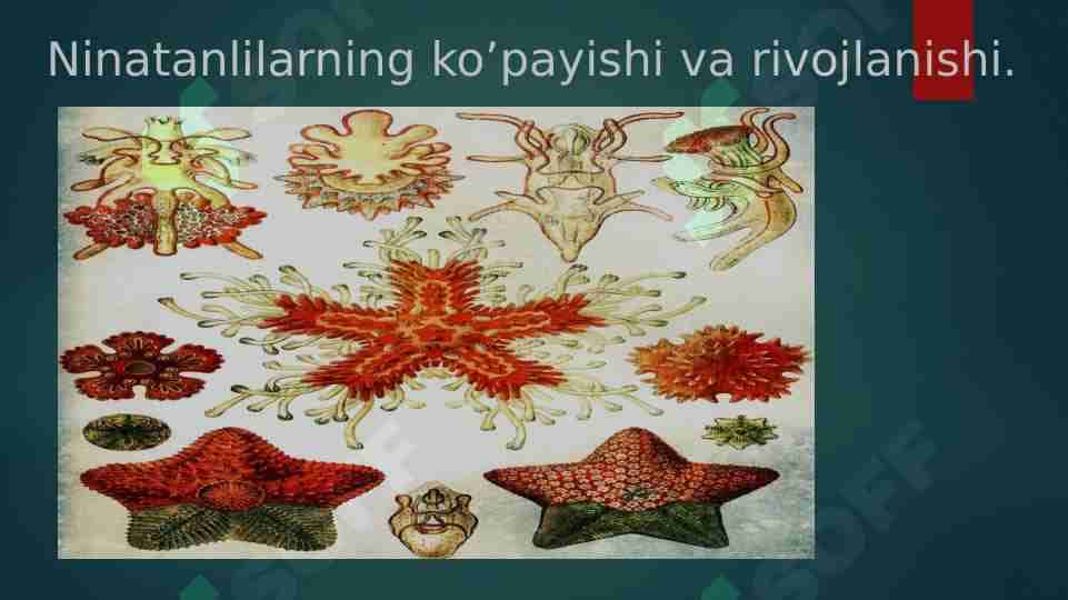 Ninatanlilarning ko’payishi va rivojlanishi
