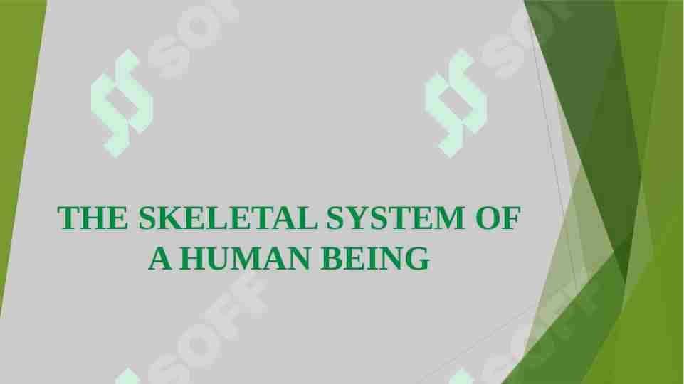 THE SKELETAL SYSTEM OF A HUMAN BEING