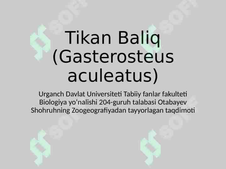 Tikan baliq