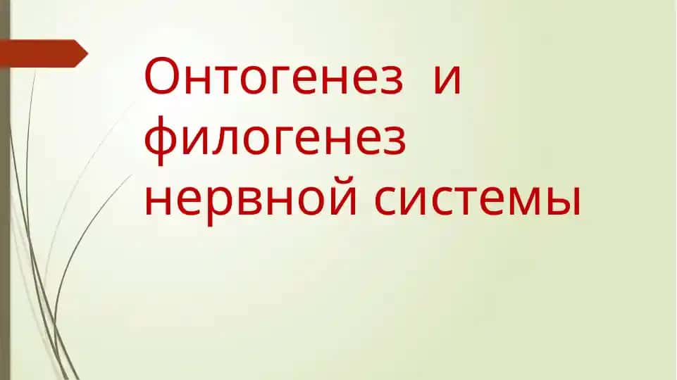 Онтогенез и филогенез нервной системы